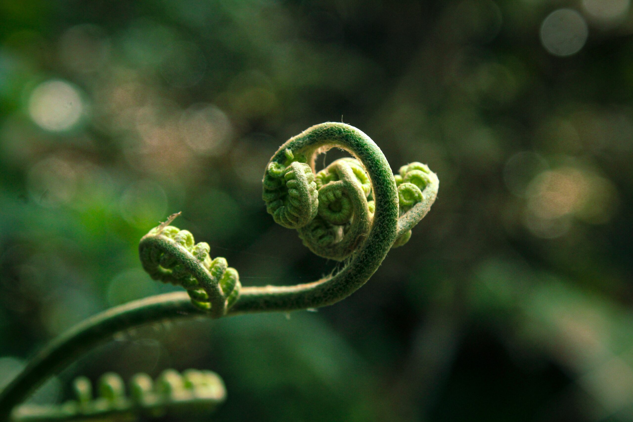 The unfolding fern